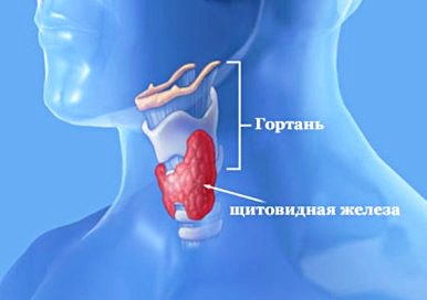 Врач-эндокринолог