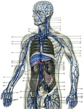 Врач-флеболог