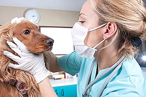 Ветеринарный врач