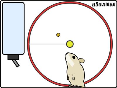 Живой Хомяк - катается на колесе, пьет воду, есть пищу