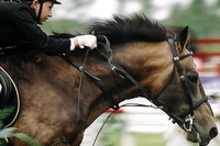 Фаворит CHALLENGE. Фото с сайта weburg.net