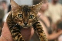 Выставка кошек. Фото с сайта copypast.ru Выставка кошек. Фото с сайта copypast.ru