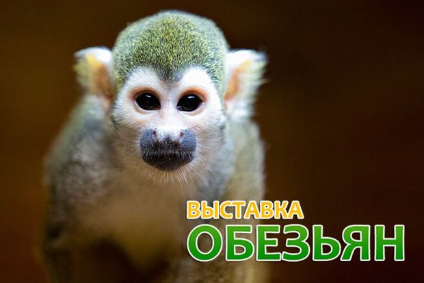 Фото предоставлено организаторами