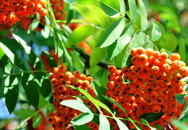 Рябина. Фото с сайта wpapers.ru